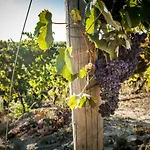 וילה Vinory - La Mandragola Mombercelli