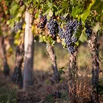 Vinory - La Mandragola * Mombercelli