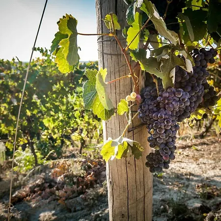 Вилла Vinory - La Mandragola Mombercelli