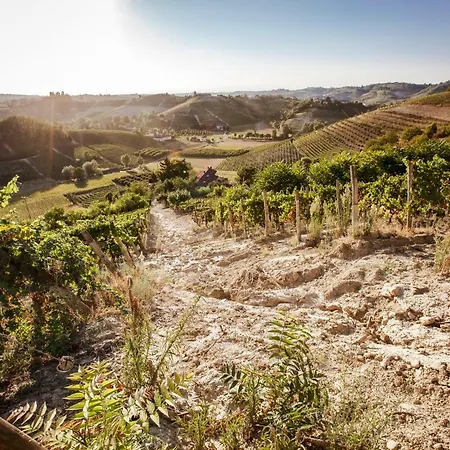 Vinory - La Mandragola * Mombercelli