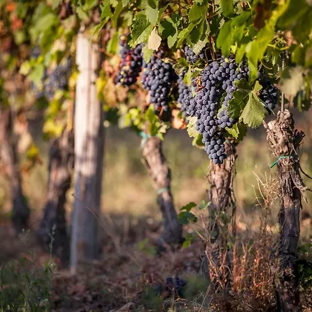 Vinory - La Mandragola * Mombercelli