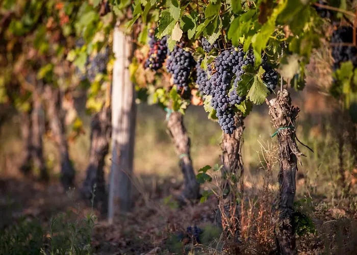 Vinory - La Mandragola * Mombercelli